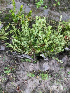 高度25厘米夏鹃小苗