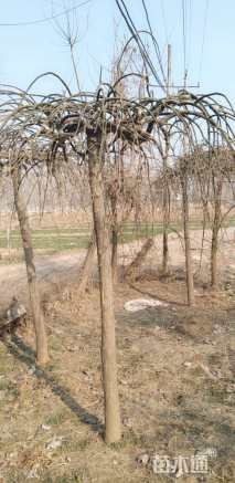 6公分龙爪槐
