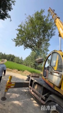 10公分(6杆)丛生黄连木