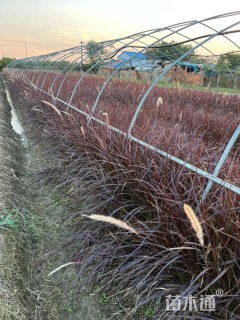 高度40厘米紫叶狼尾草