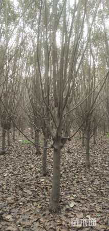 10公分西府海棠