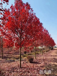 14公分美国红枫