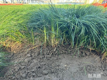 高度20厘米麦冬