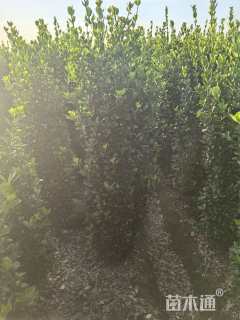 高度180厘米大叶黄杨柱