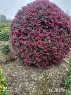 冠幅220厘米红花继木球