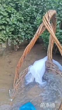 高度150厘米北海道黄杨