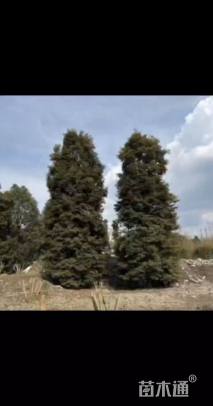 12公分小叶桢楠