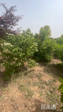 高度250厘米天目琼花