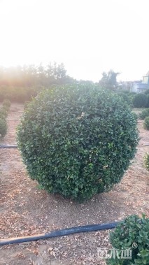 冠幅180厘米卫矛球