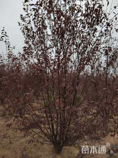 高度350厘米丛生紫叶李