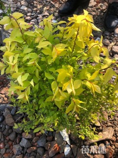 高度20厘米金山绣线菊