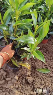 高度30厘米法国冬青