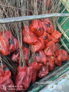 高度80厘米黄连木小苗