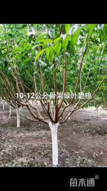 10公分绿叶碧桃