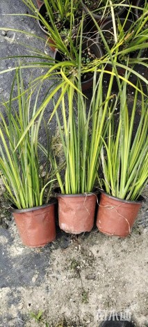高度20厘米金叶石菖蒲