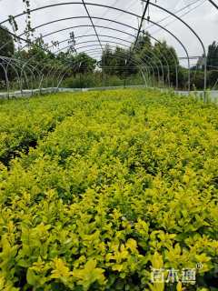 高度20厘米金叶女贞