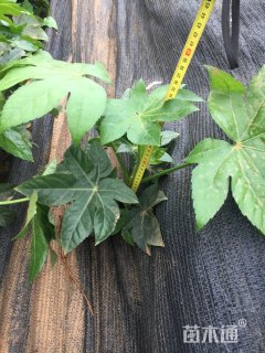 高度25厘米八角金盘