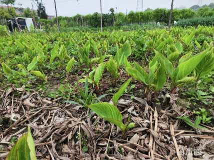高度35厘米花叶美人蕉