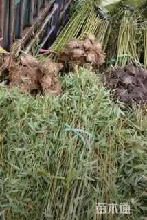 地栽苗刚竹