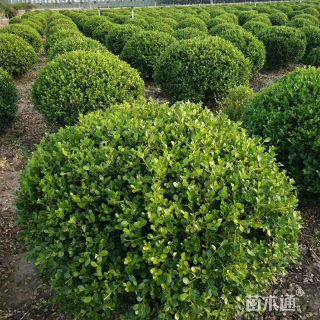 冠幅160厘米小叶黄杨球