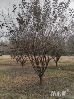 高度400厘米红叶榆叶梅