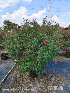 高度150厘米琴叶珊瑚