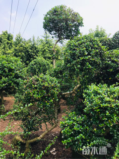 3公分造型福建茶