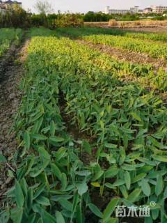 高度10厘米再力花