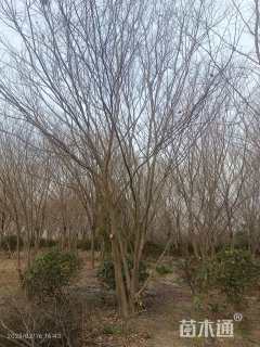 45公分丛生榉树