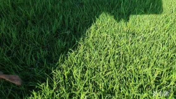 草卷状百慕大草