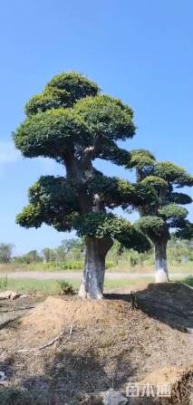 57公分造型榆树