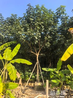 5公分紫花风铃木