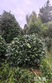 冠幅150厘米茶花球