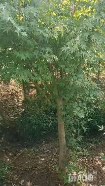 8公分鸡爪槭