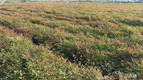 高度40厘米南天竹