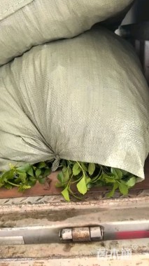 高度10厘米富贵草