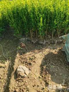 高度30厘米瓜子黄杨