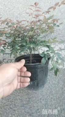 高度25厘米南天竹