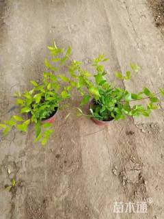 高度20厘米大花六道木