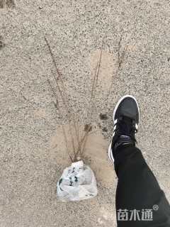 高度60厘米郁李