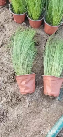 高度35厘米墨西哥羽毛草