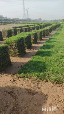 草块状马尼拉草