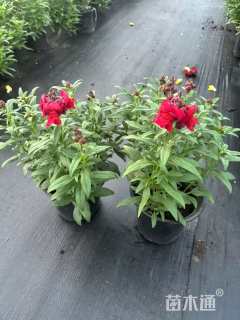 高度20厘米金鱼草