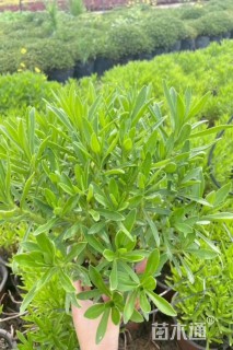 高度20厘米三七景天