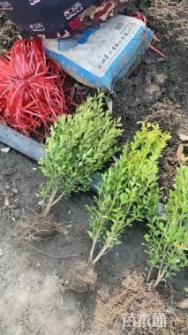 冠幅20厘米瓜子黄杨球