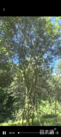 8公分黄花风铃木