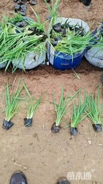 高度40厘米射干