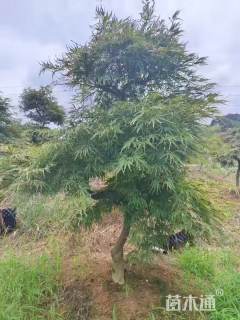 高度400厘米羽毛枫