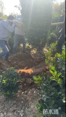 冠幅150厘米大叶黄杨球