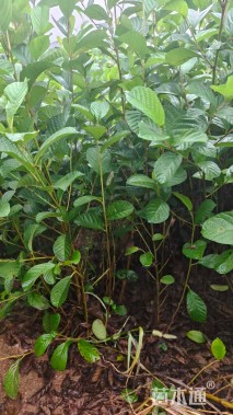 0.7公分江南桤木